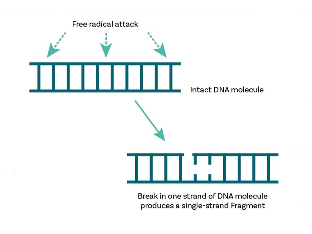 single-strand-sperm-dna-damage Single-strand Sperm DNA Damage