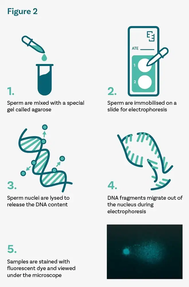Figure2: The SpermComet testing process