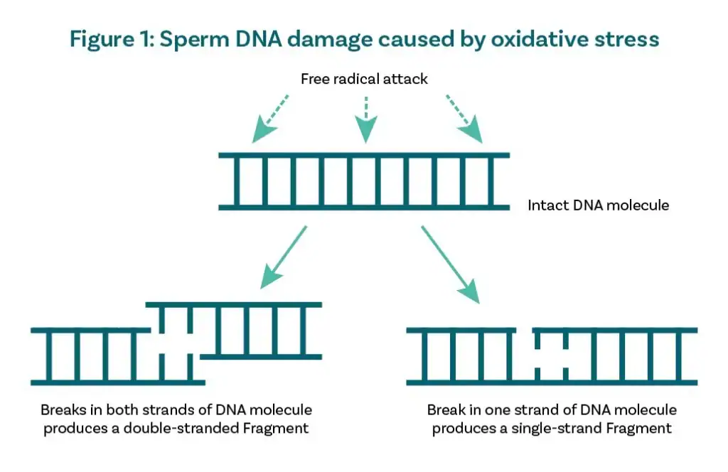 Figure 1: sperm DNA damage caused by oxidative stress